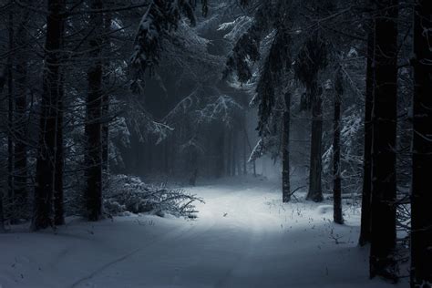 Snow Forest Winter Wallpapers Top Những Hình Ảnh Đẹp