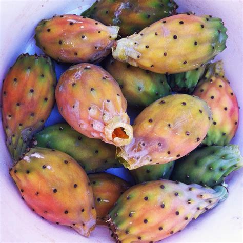 In spanish, the flat, fleshy leaves are called the prickly pear cactus imbues the milk of dairy cows with a distinct flavor that is desirable in some its long, sharp needles deter most animals larger than rabbits. How to Pick and Eat Cactus Pears | AΦRODITE's KITCHEN | A ...