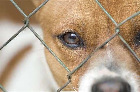 Best Animal Shelters In Northern Virginia See Our Top 5