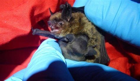 Bat Researcher Says Finding Healthy Females With Pups Encouraging