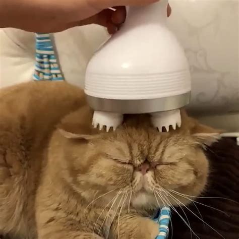 Ruibuy Elektrisches Kopfhautmassagegerät Für Haarwachstum Blutzirkulation Katzenmassagegerät