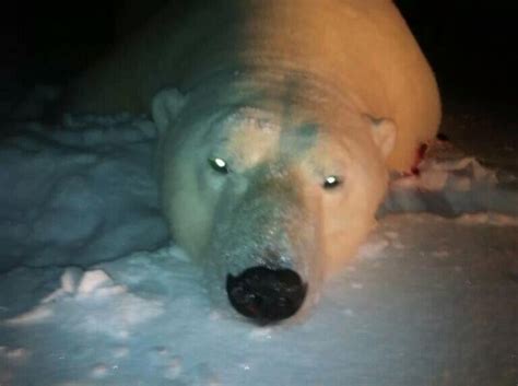 Environment Minister Retweets Dead Polar Bear Photo Angers