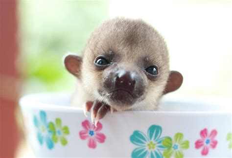 Worlds Cutest In Patients Endangered Species Coalition