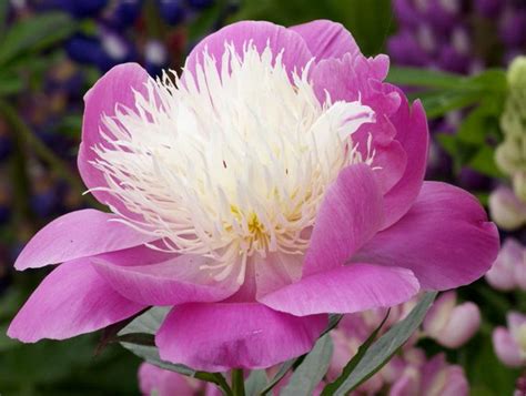 Paeonia Lactiflora Bowl Of Beauty Paeonia Roses Boyne Garden Centre