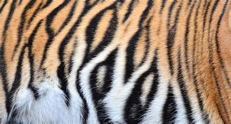 Top 60 Tiger Fur Stock Photos Pictures And Images Istock