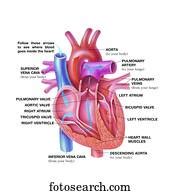 Venous Artery Illustrations and Clip Art. 126 venous artery royalty free illustrations and ...