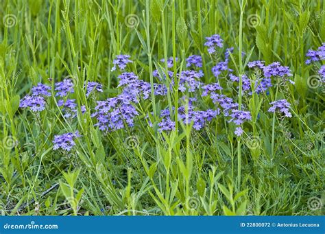 Blue Weed Flowers Stock Photo Image Of Grass Branched 22800072