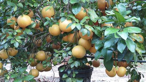 Grape Fruit Trees Oro Blanco Grapefruit Tree For Sale Naturehills Com