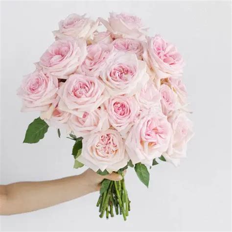 Wholesale Garden Roses ᐉ Buy Bulk Garden Roses In Fiftyflowers