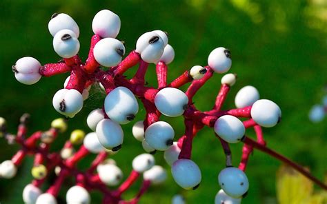 Life On Distant Hill Blog White Baneberry Distant Hill Gardens