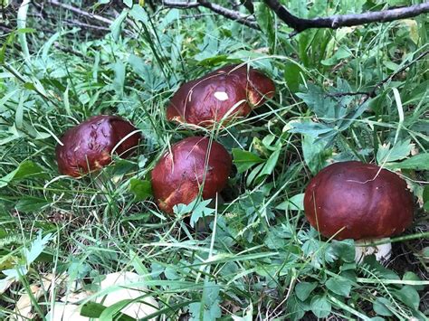 Colorado Wild Edible Mushrooms Modern Forager