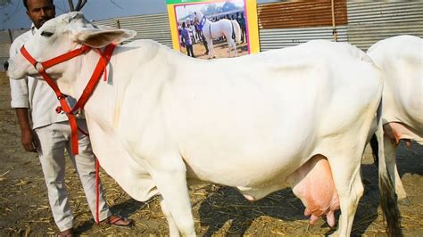 Top 10 Milk Producing Cow Breeds In India 2023 ‣ Tractor Baba
