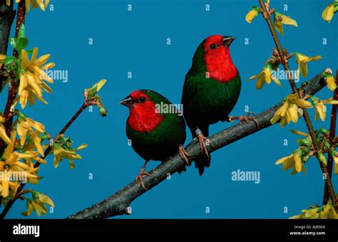 Red Throated Parrot Finches Pair Amblynura Psittacea Stock Photo Alamy