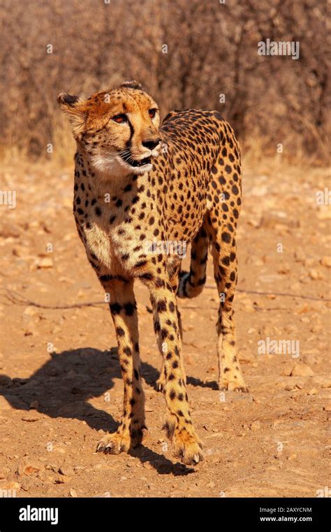 Cheetah The Fastest Land Animal At Leopard Climbing Tree At