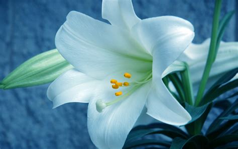 44 Easter Lily Wallpaper