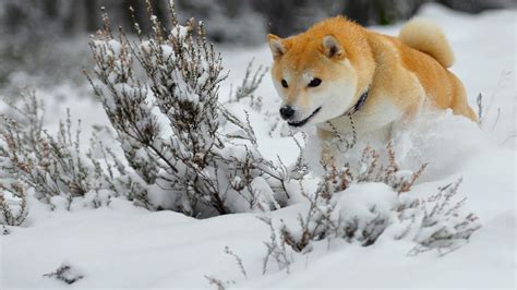 Check out this fantastic collection of doge wallpapers, with 46 doge background images for your desktop, phone or tablet. Full HD Wallpaper akita run winter dog, Desktop ...