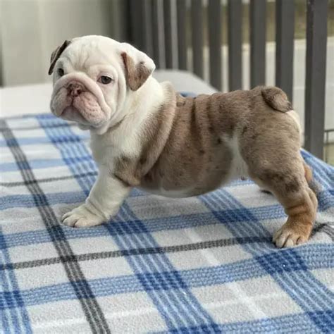 English Bulldog Colors A Complete List Of All Coat Colors Puppies Club