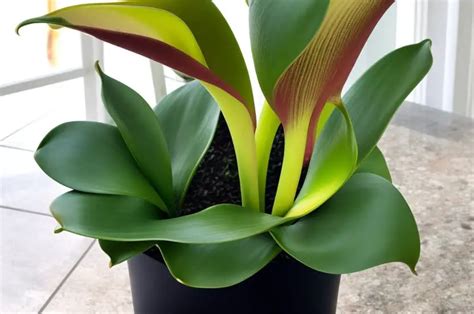 Potted Calla Lily Turning Green Causes And Solutions Wild Roots Garden