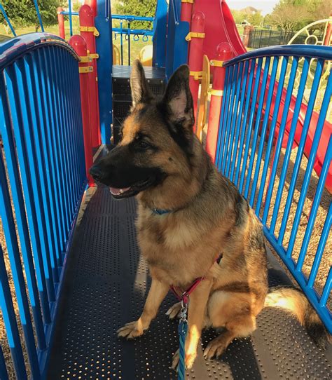 Ozzy At The Playground I Love Dogs Puppy Love German Shepherd