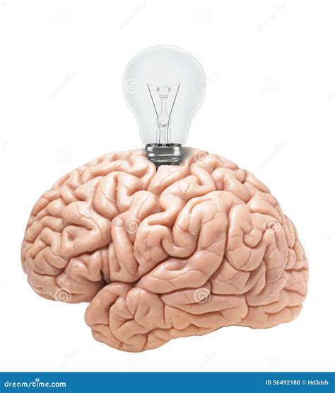 Light Bulb Wrapped In The Brain Stock Photo Image Of Organ Vein