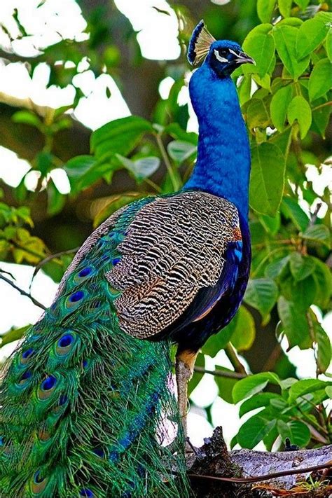 Indian Peacock Closeup 🦚 Rpeacocks