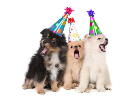 Puppies Singing Happy Birthday Wearing Party Hats Photograph By Katrina Brown