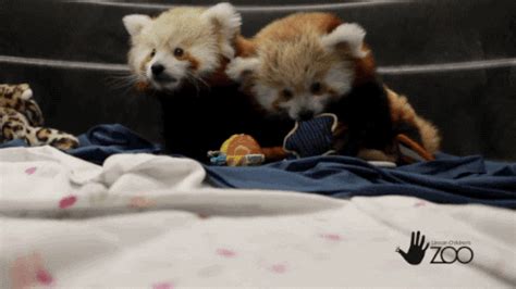 Red Panda  Find And Share On Giphy