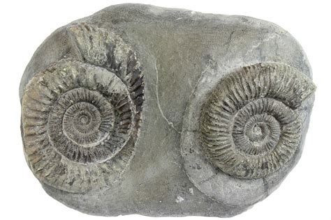 Two Ammonite Dactylioceras Fossils In Concretion England 181897