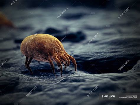 Dust Mite Parasite Microscopic Digital Illustration — Fauna Immune