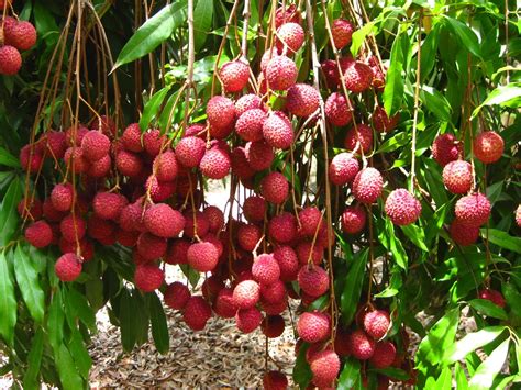 Seedless Thai Litchi Plant Sweet Healthy And Fresh Grafted Live Plant