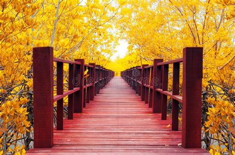 Bridge In Autumn Forest Stock Image Image Of Parkway 57510719