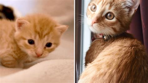Kitten Grows Up From 1 Week To 14 Weeks Kitten Miyu Diary Youtube