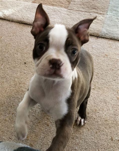 Review how much boston terrier puppies for sale sell for below. Nice and Healthy Boston Terrier Puppies Available FOR SALE ...