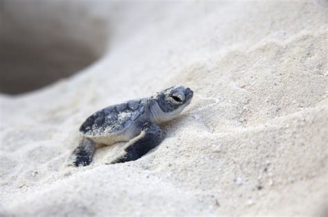 Sea Turtle Nesting Season On Sanibel Island Port Sanibel Marina