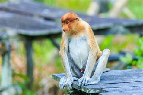Hewan Jenis Monyet Di Malaysia Kisah Monyet Monyet Yang Berkabung Dan