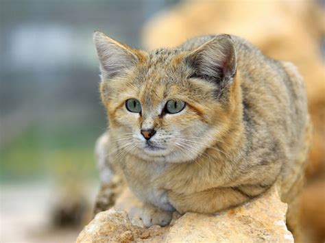 Why Is The Sand Cat The Strongest Cat On Earth