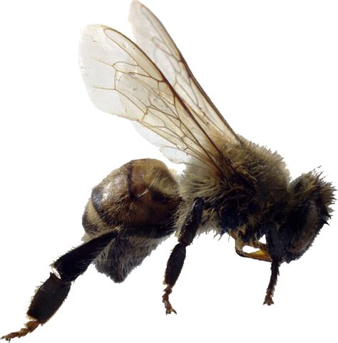 Bee Png Image Transparent Image Download Size 1970x2003px
