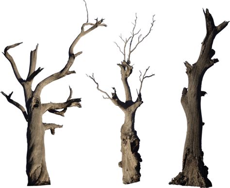 Branch Tree Trunk Transparent Png Png Mart