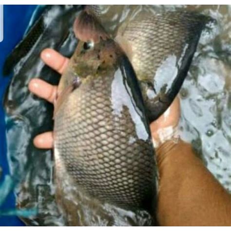 Jual Ikan Gurame Segar 1 Kg Shopee Indonesia