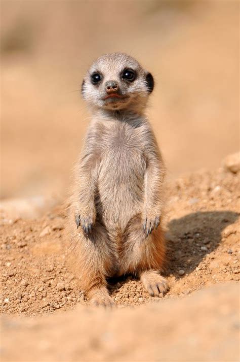 Will sending postcards with these images be. 30 Cute baby animals (30 pics) | Amazing Creatures