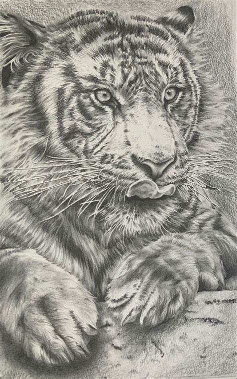 Dibujo De Tigre Realista A Lapiz De Grafito Drawing Tiger Lion