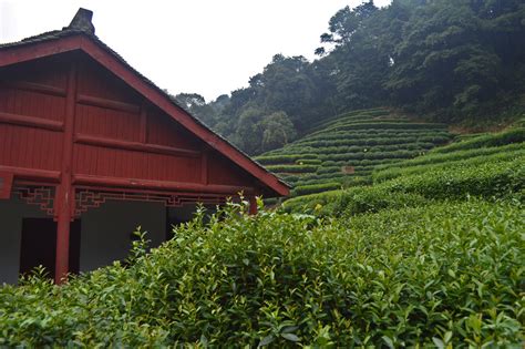 Visiting A Tea Plantation In Hangzhou China — Go Seek Explore