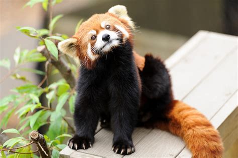 Schneesturm Rote Pandas In Sicherheit Gebracht Red Pandazine