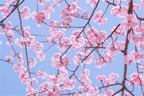 Premium Photo Beautiful Pink Cherry Blossoms Sakura With Refreshing