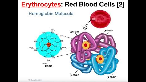 Rbc direct investing review written by investing professionals. Structure and Function of Erythrocytes (RBCs) - YouTube