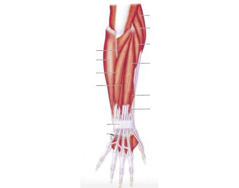 It can do arm and forearm flexion, as well as supination (turning. Muscles of the Posterior Lower Arm