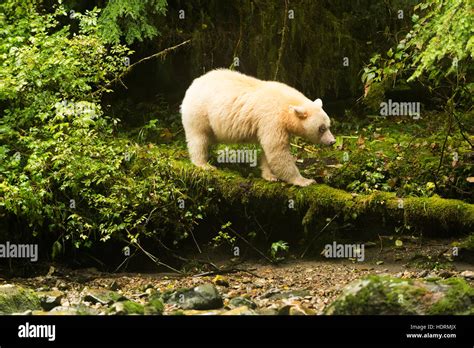 Spirit Bear Ursus Americanus Kermodei Walking On A Moss Covered Log