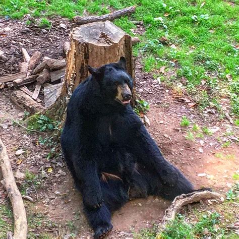 Black Bear Sitting Photograph By Nicole Losey Pixels