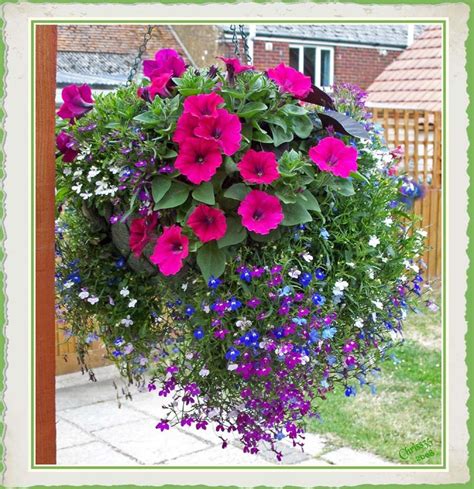 Many flowers actually grow better in hanging baskets. 18 Mixed Summer Hanging Basket Plants