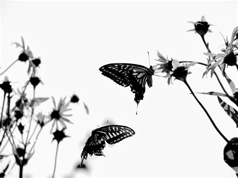 23 sketsa gambar tato hitam putih motif pointilis paling keren. Wallpaper Keren Lucu: Wallpaper Keren Hitam Putih